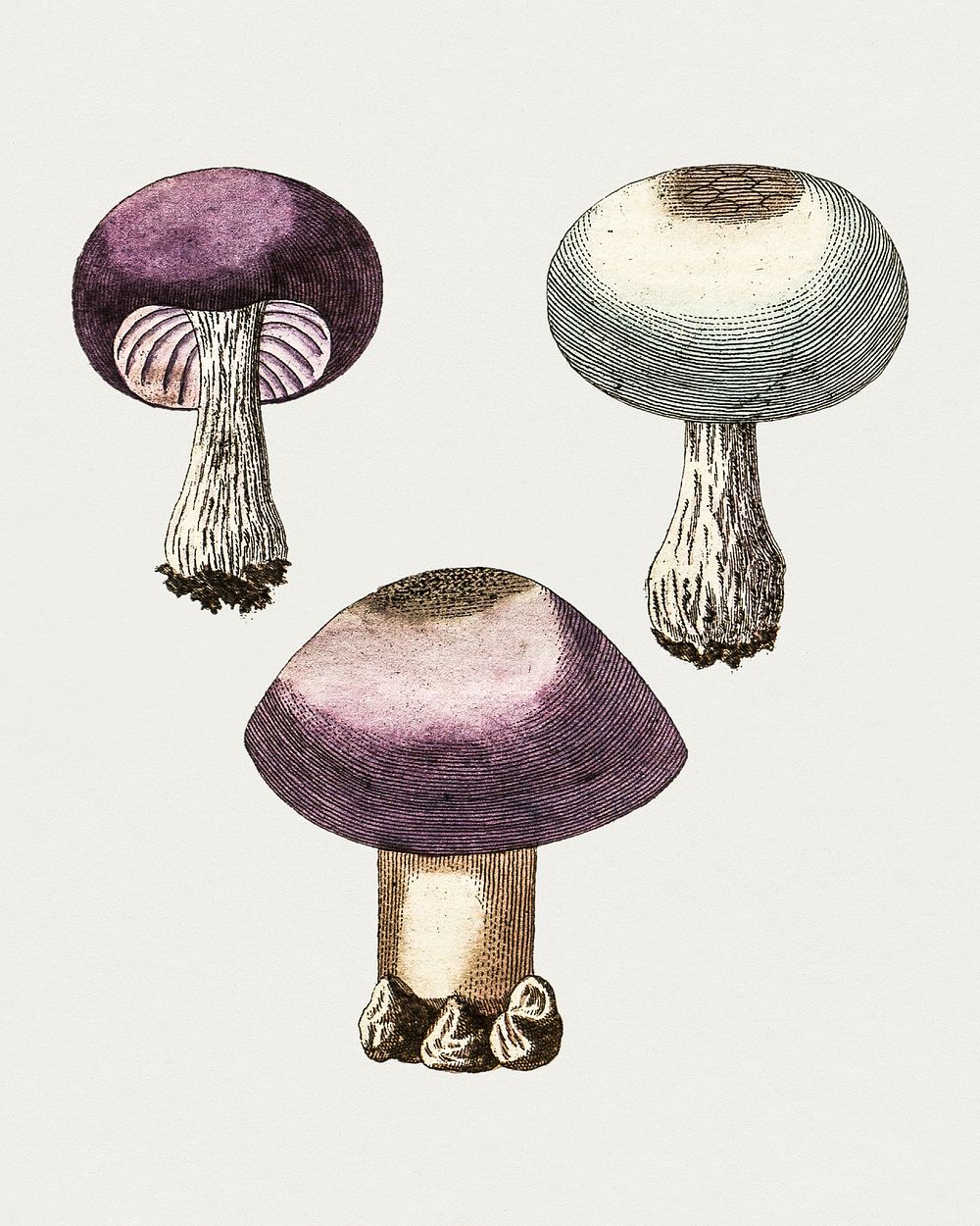 Antique illustration of agaricus violaceus, agaricus violaceus caerulescens and agaricus violaceus amethysteus
