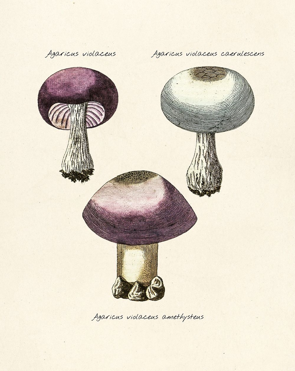 Antique illustration of agaricus violaceus, agaricus violaceus caerulescens and agaricus violaceus amethysteus