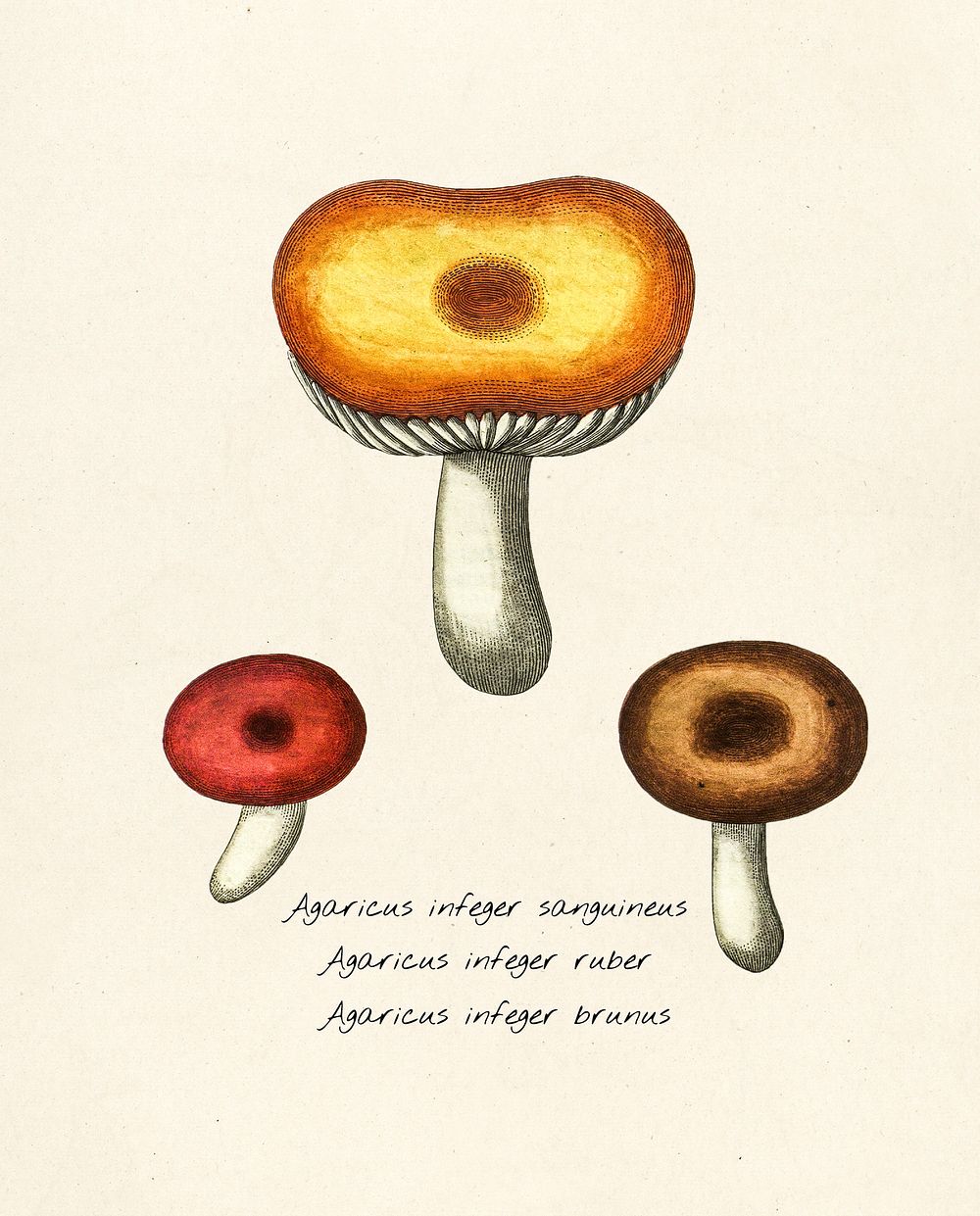 Antique illustration of agaricus infeger sanguineus, agaricus infeger ruber, agaricus infeger brunus, 