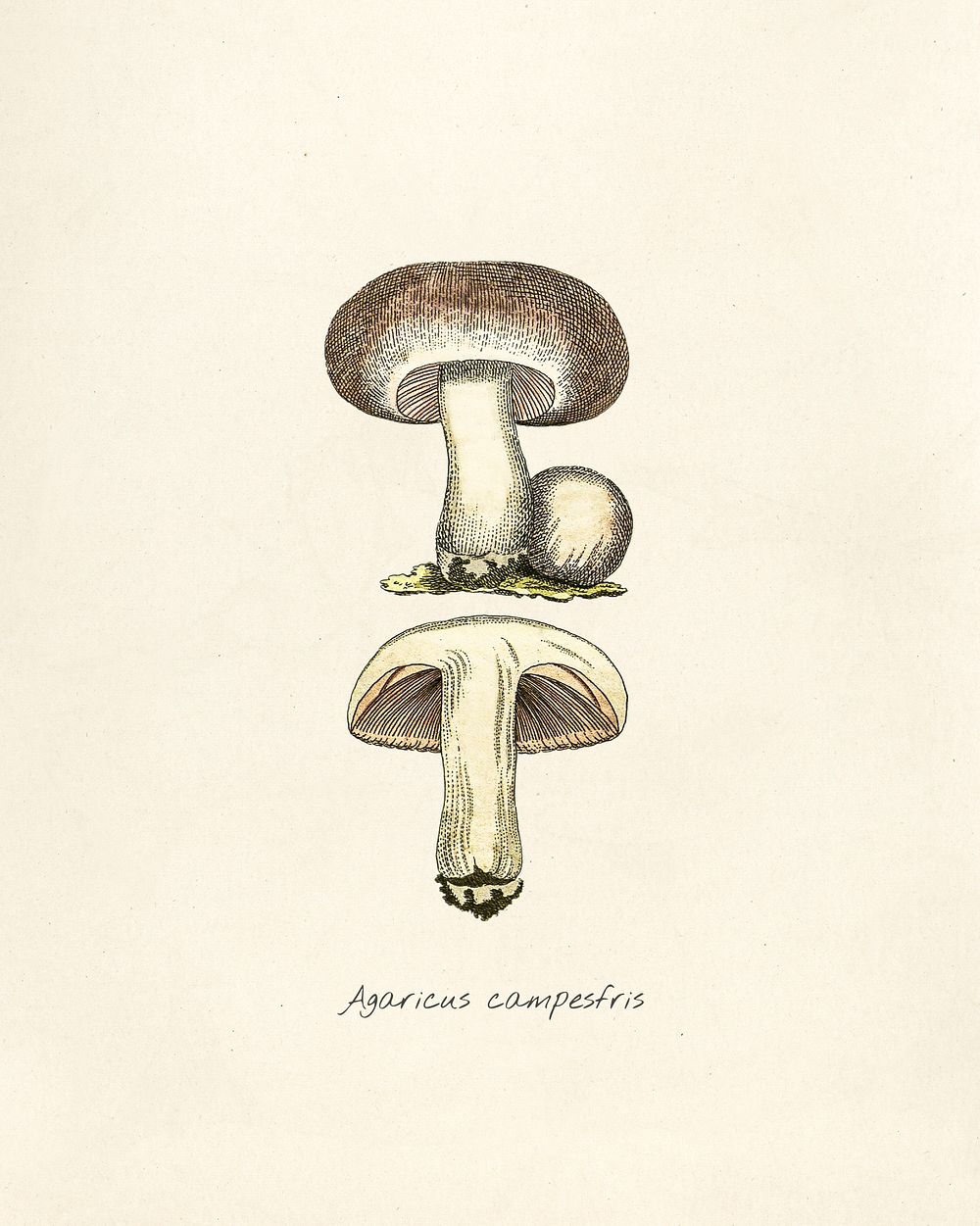 Antique illustration of agaricus campesfris