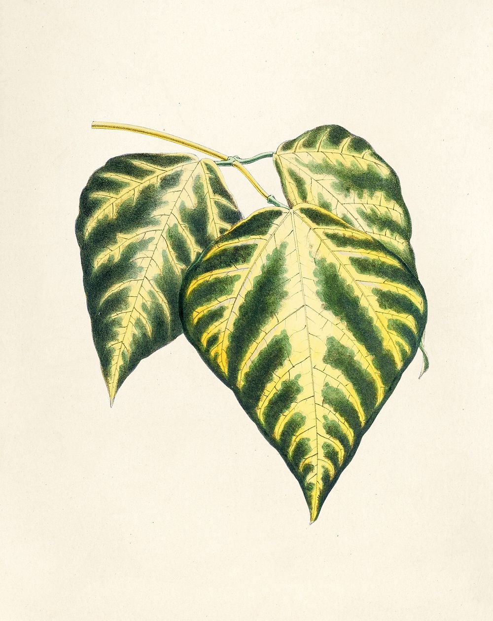 Antique watercolor drawing of leaves