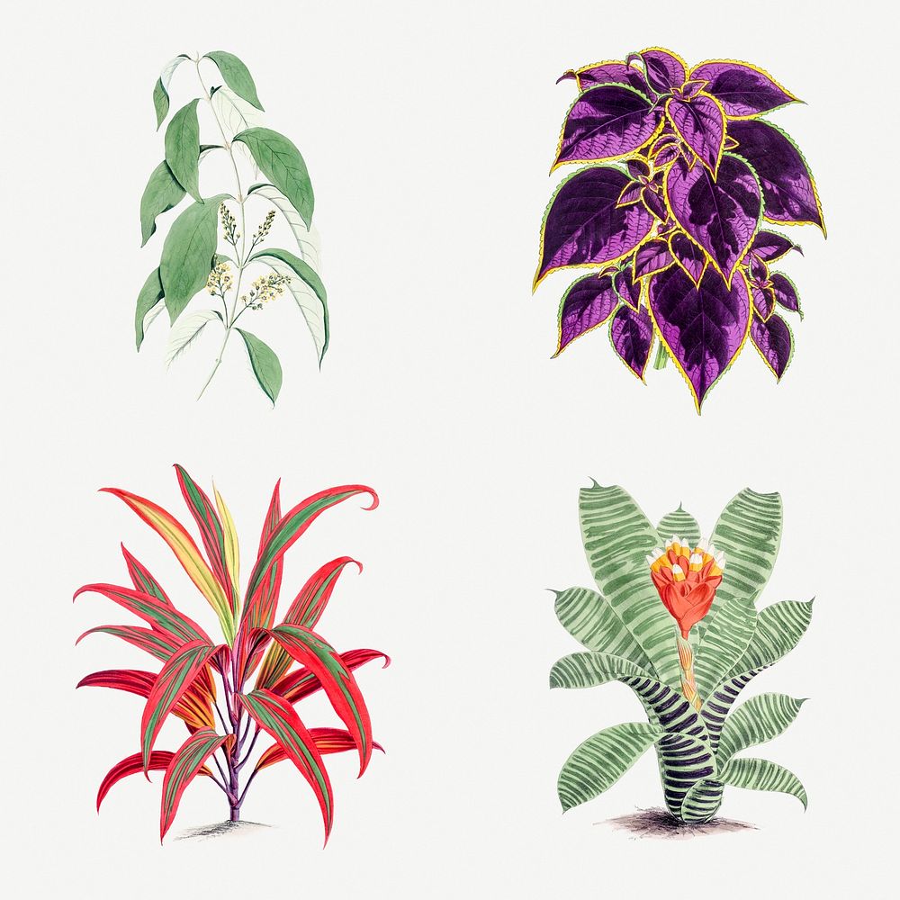 Hand drawn tropical plant design element set