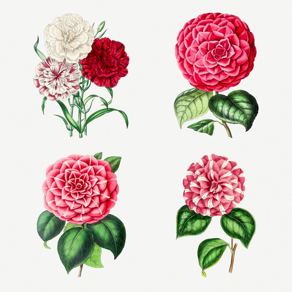 Hand drawn camellia flower design element set