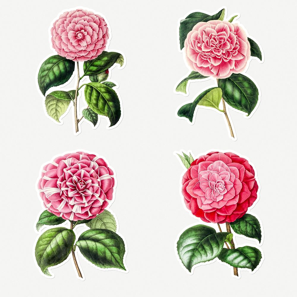 Hand drawn camellia flower sticker with a white border design element set
