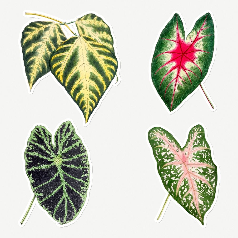 Hand drawn caladium bicolor leaf sticker with a white border design element set