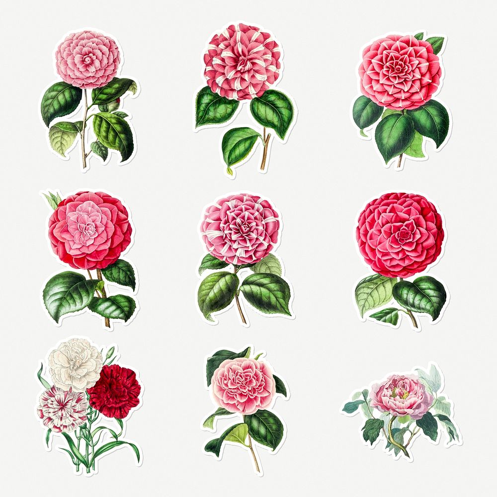 Hand drawn camellia flower sticker with a white border design element set