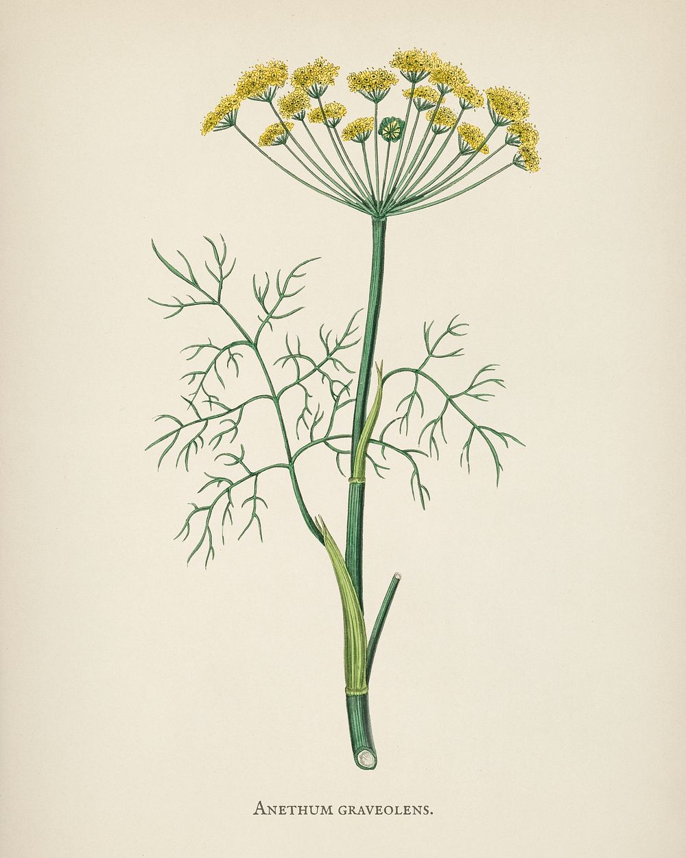 Dill (Anethum graveolens) illustration from Medical Botany (1836) by John Stephenson and James Morss Churchill.