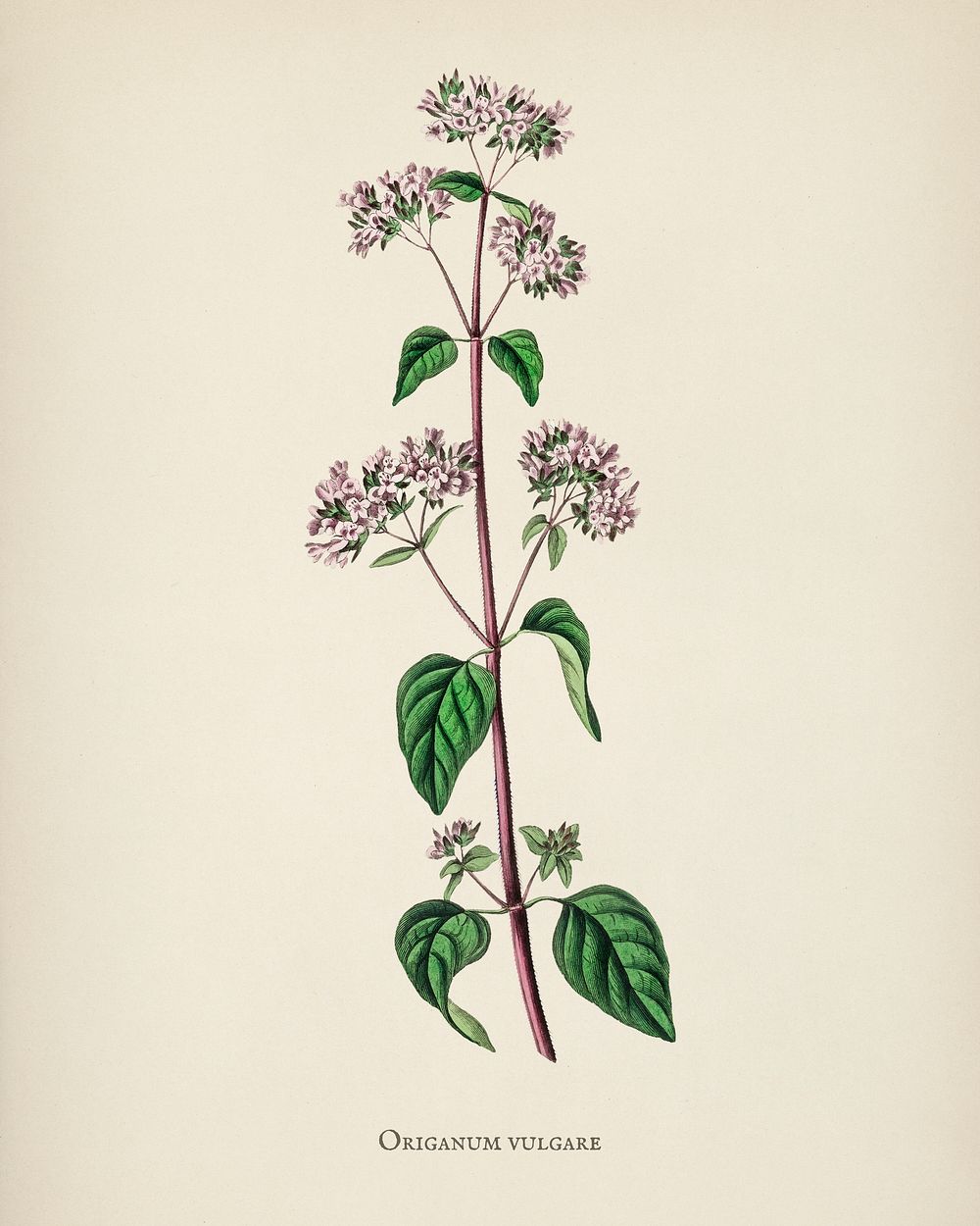 Oregano (Origanum vulgare) illustration from Medical Botany (1836) by John Stephenson and James Morss Churchill.
