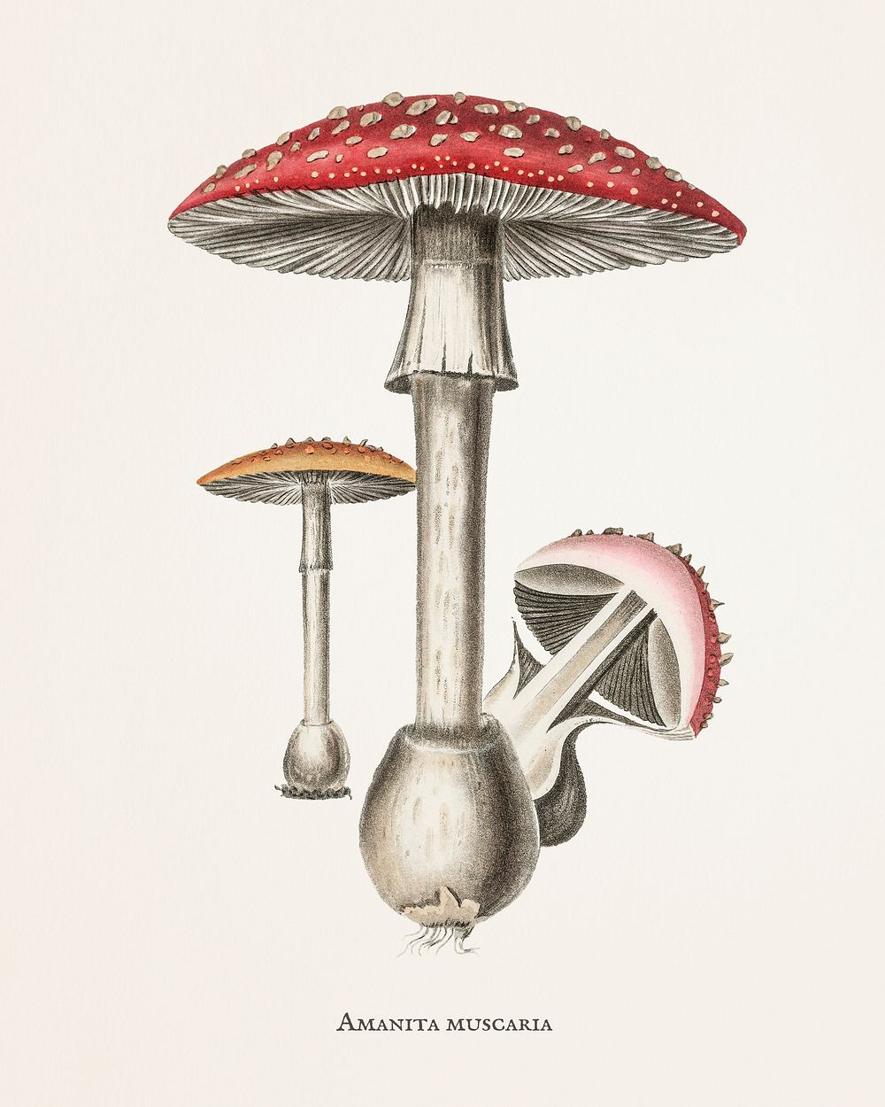 Amanita muscaria illustration from Medical Botany (1836) by John Stephenson and James Morss Churchill.