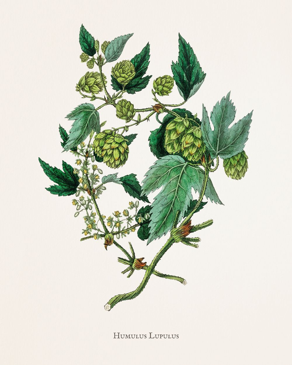 Hop (Humulus lupulus) illustration from Medical Botany (1836) by John Stephenson and James Morss Churchill.
