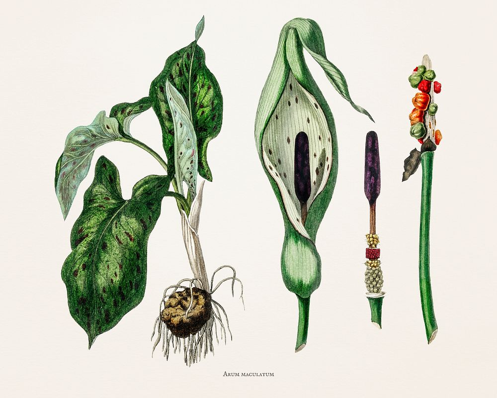 Arum maculatum illustration from Medical Botany (1836) by John Stephenson and James Morss Churchill.