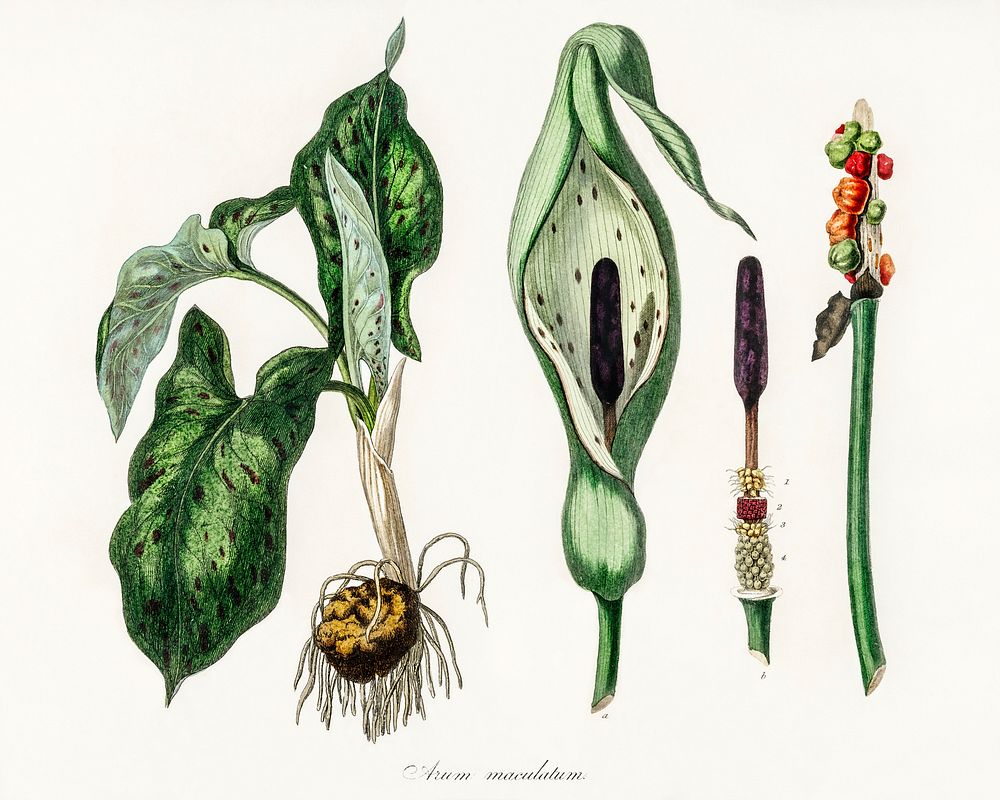 Arum maculatum illustration. Digitally enhanced from our own book, Medical Botany (1836) by John Stephenson and James Morss…