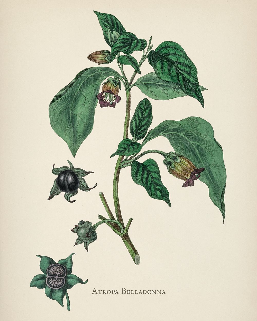 Deadly nightshade (Atropa belladonna) illustration from Medical Botany (1836) by John Stephenson and James Morss Churchill.