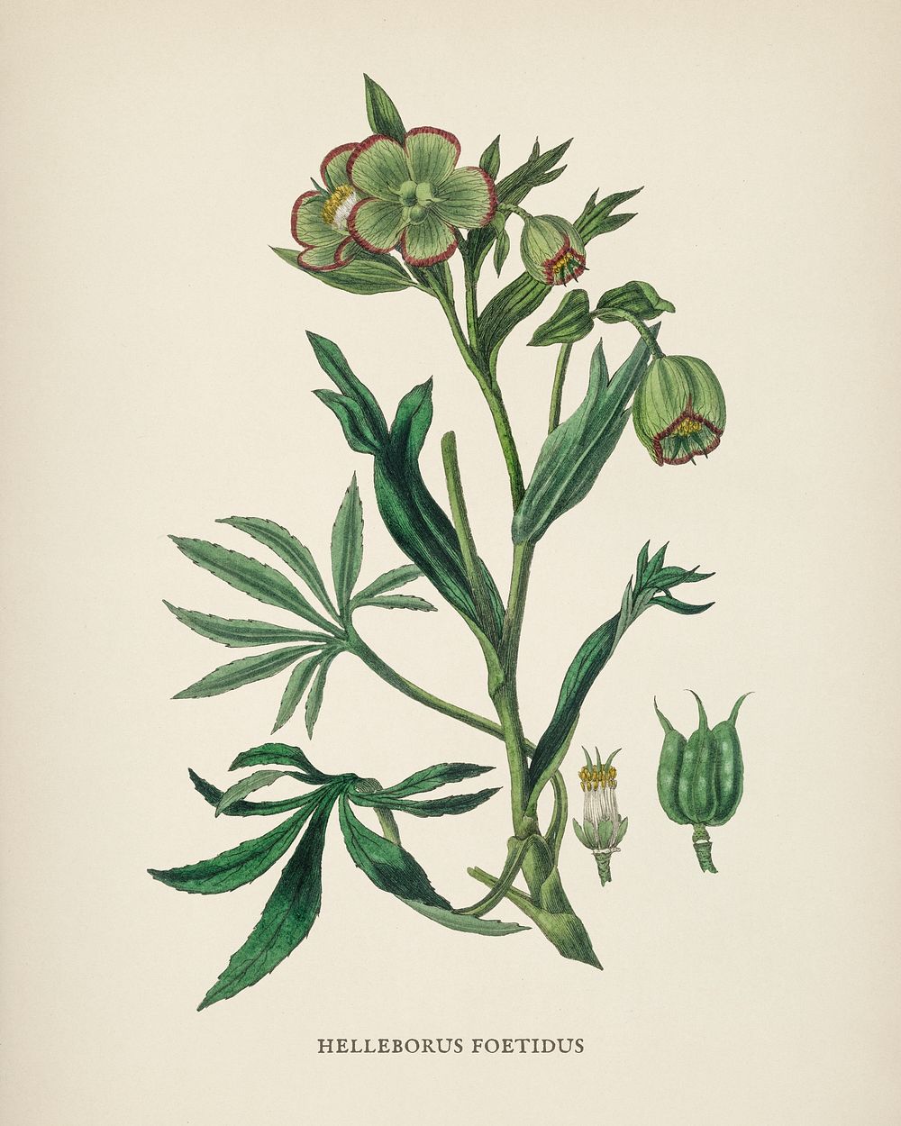 Stinking hellebore (Helleborus foetidus) illustration from Medical Botany (1836) by John Stephenson and James Morss…