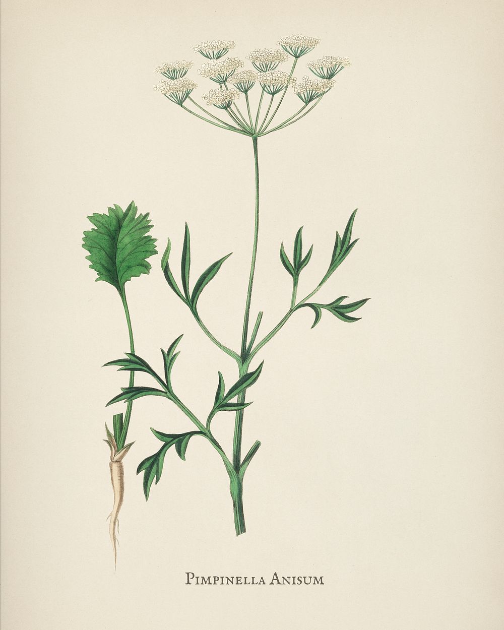 Aniseed (Pimpinella anisum) illustration from Medical Botany (1836) by John Stephenson and James Morss Churchill.