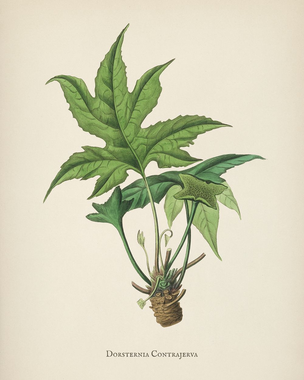 Snakewort (Dorsternia contrajerva) illustration from Medical Botany (1836) by John Stephenson and James Morss Churchill.