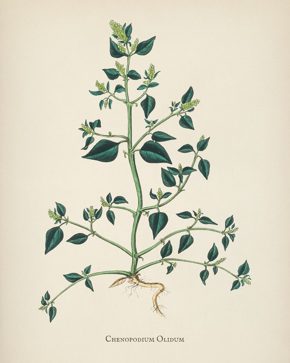 Chenopodium olidum illustration from Medical Botany (1836) by John Stephenson and James Morss Churchill.