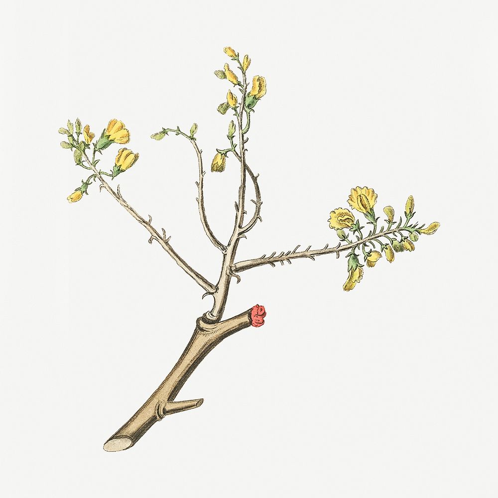 Botanical branch psd vintage plant sketch