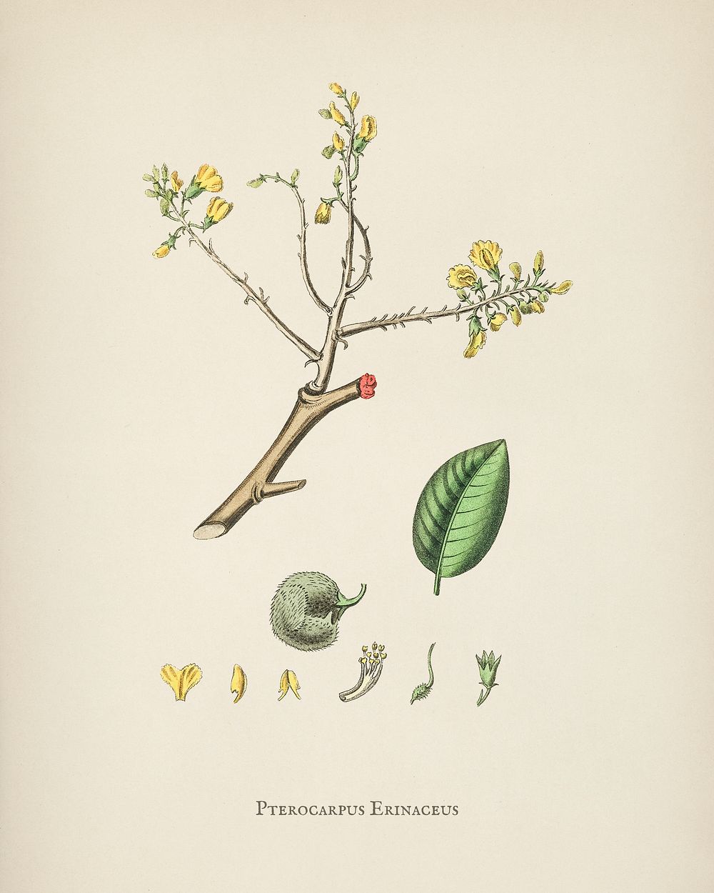 Barwood (Pterocarpus erinaceus) illustration from Medical Botany (1836) by John Stephenson and James Morss Churchill.