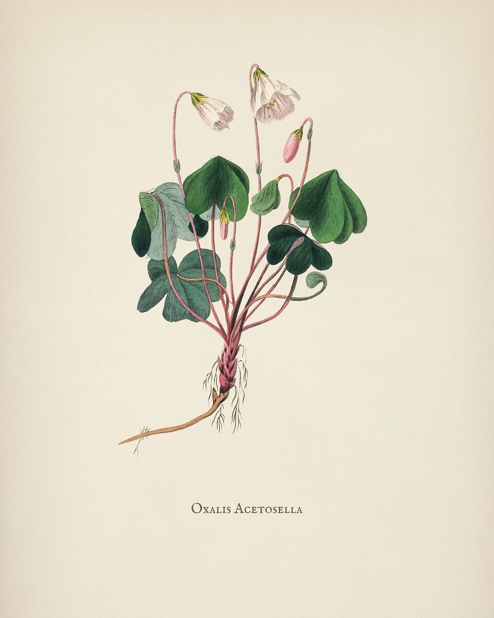 Wood sorrel  (Oxalis acetosella) illustration from Medical Botany (1836) by John Stephenson and James Morss Churchill.