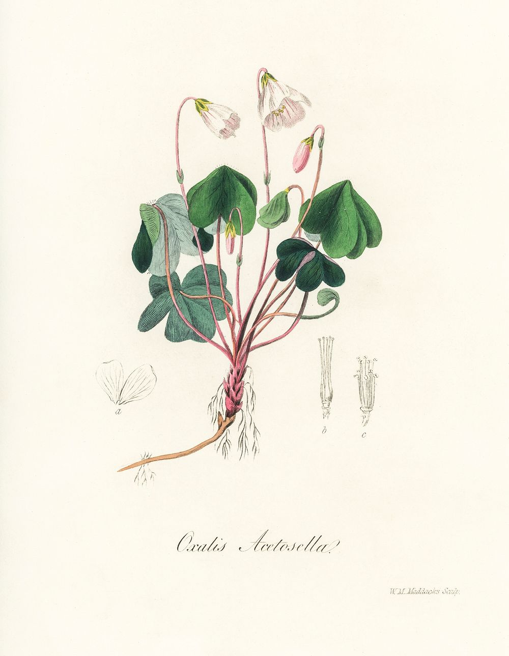 Wood sorrel (Oxalis acetosella) illustration. Digitally enhanced from our own book, Medical Botany (1836) by John Stephenson…