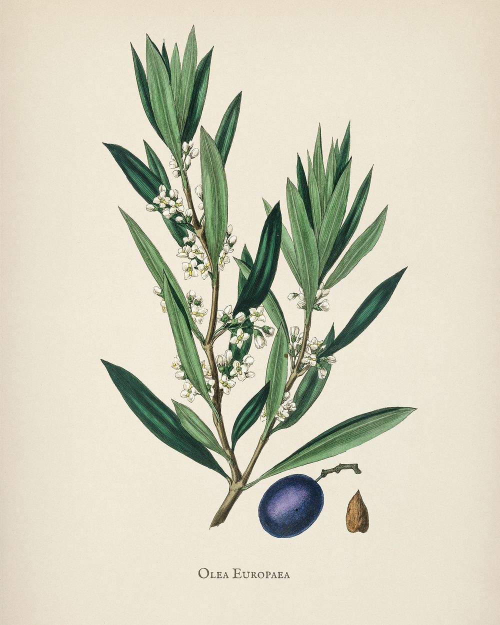 Olive (Olea europaea) illustration from Medical Botany (1836) by John Stephenson and James Morss Churchill.