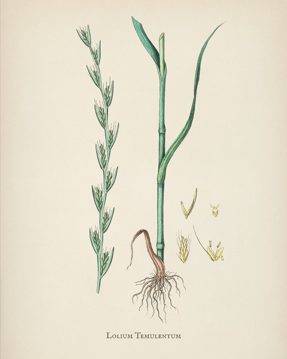 Darnel (Lolium temulentum) illustration from Medical Botany (1836) by John Stephenson and James Morss Churchill.