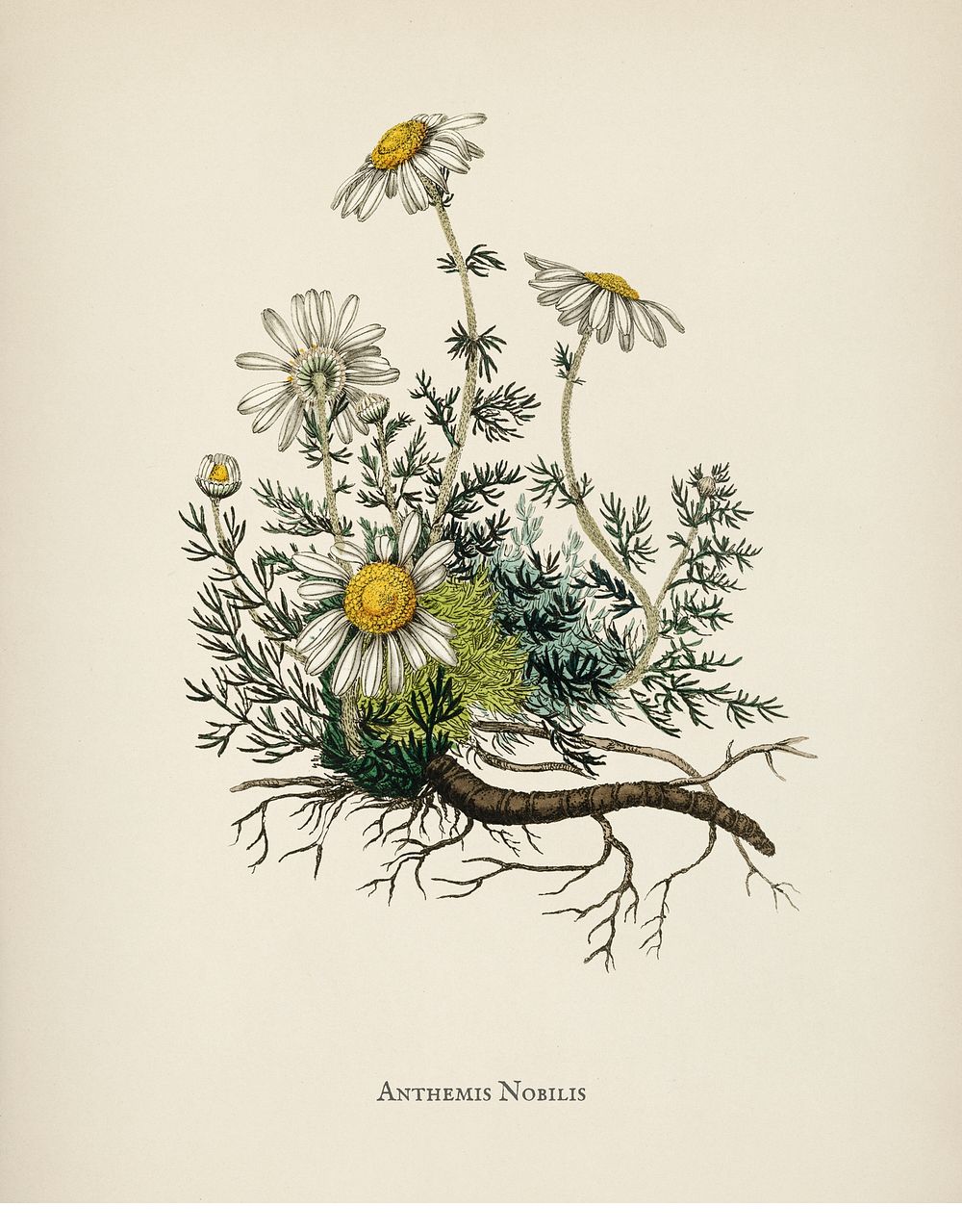 Chamomile (Anthemis nobilis) illustration from Medical Botany (1836) by John Stephenson and James Morss Churchill.