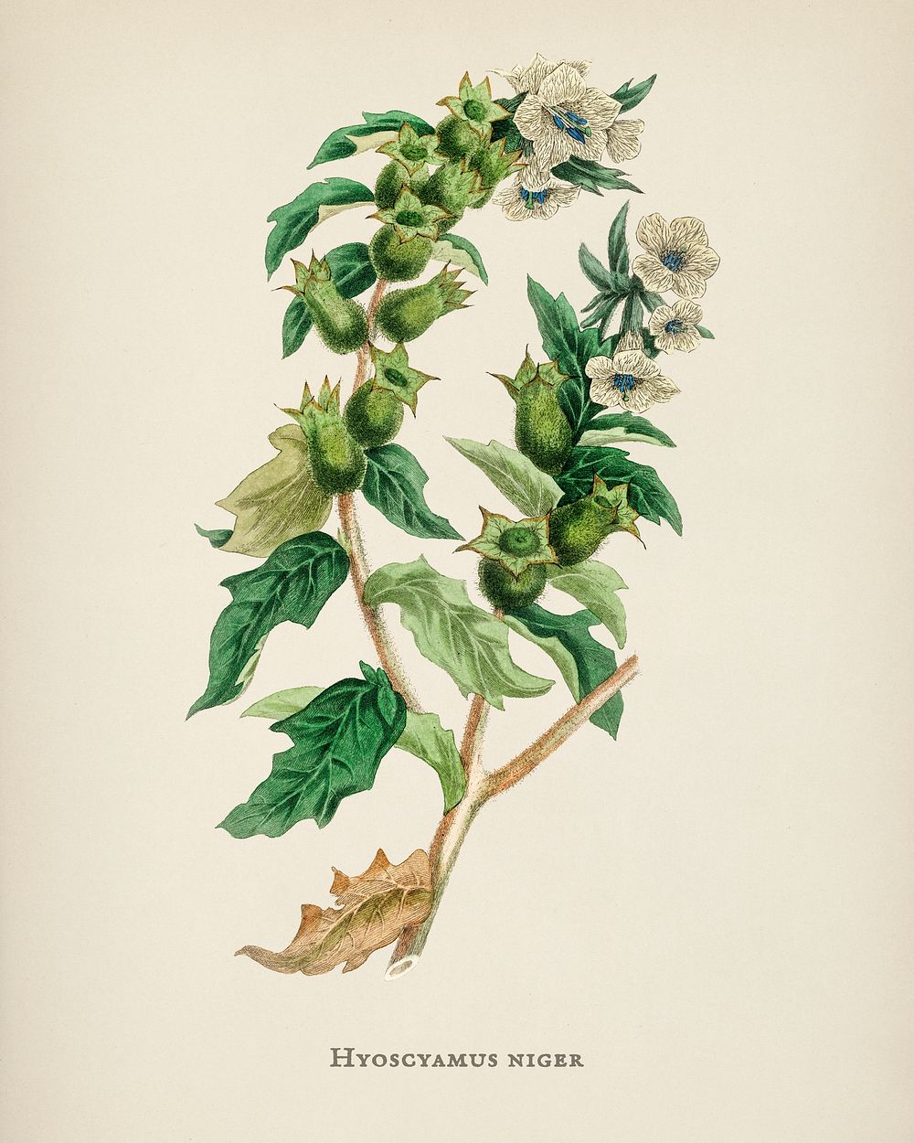 Henbane (Hyoscyamus niger) illustration from Medical Botany (1836) by John Stephenson and James Morss Churchill.