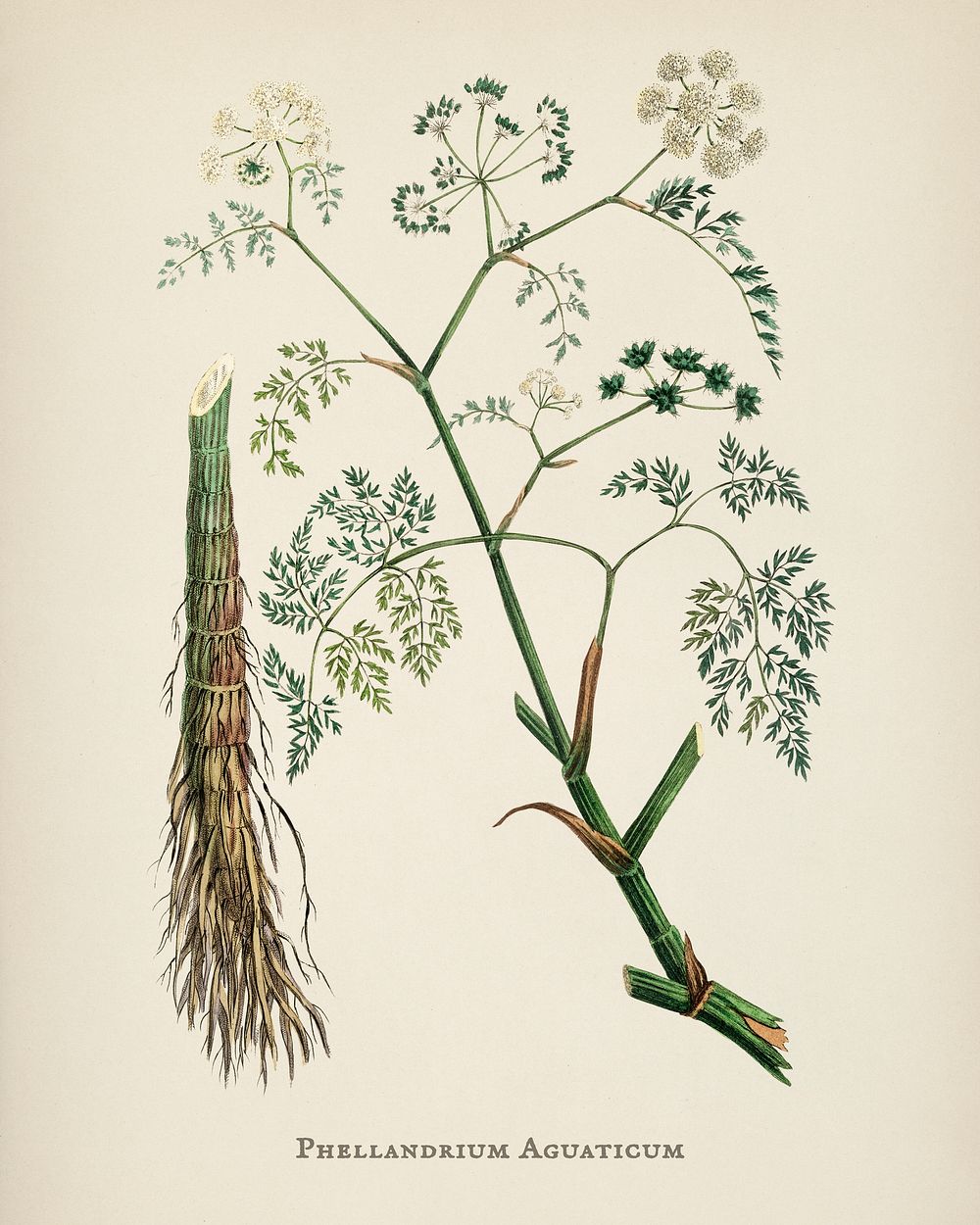 Phellandrium aguaticum illustration from Medical Botany (1836) by John Stephenson and James Morss Churchill.