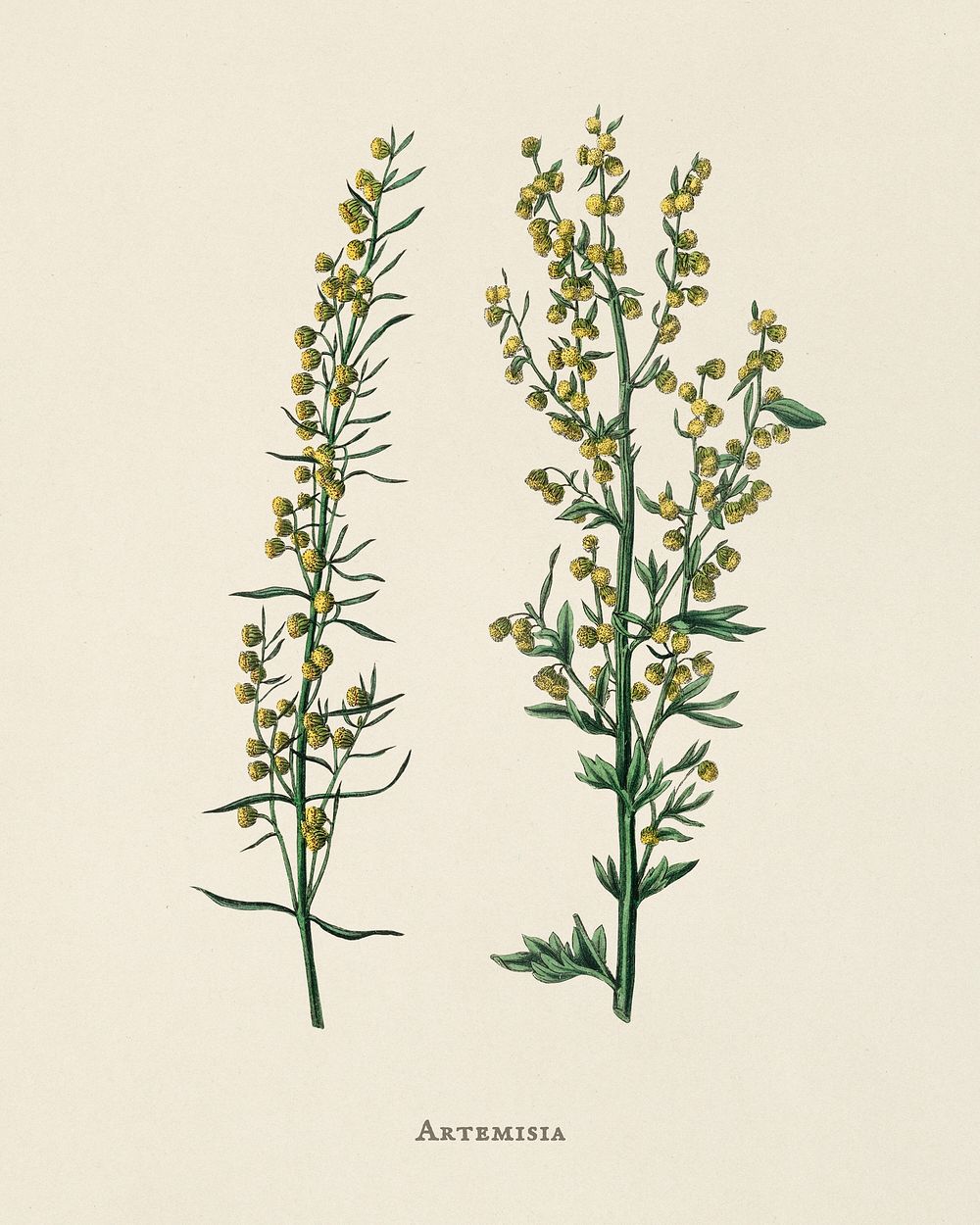 Mugwort (Artemisia) illustration from Medical Botany (1836) by John Stephenson and James Morss Churchill.