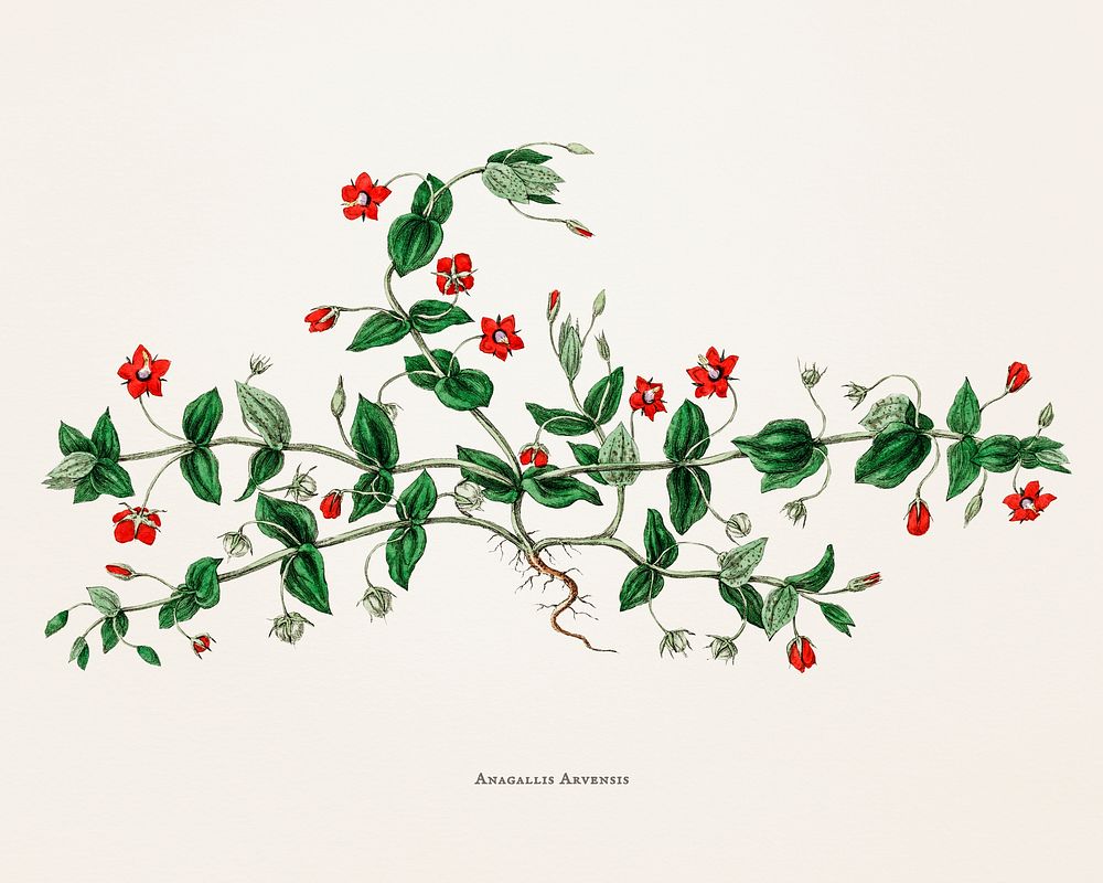 Scarlet pimpernel (Anagallis arvensis) illustration from Medical Botany (1836) by John Stephenson and James Morss Churchill.