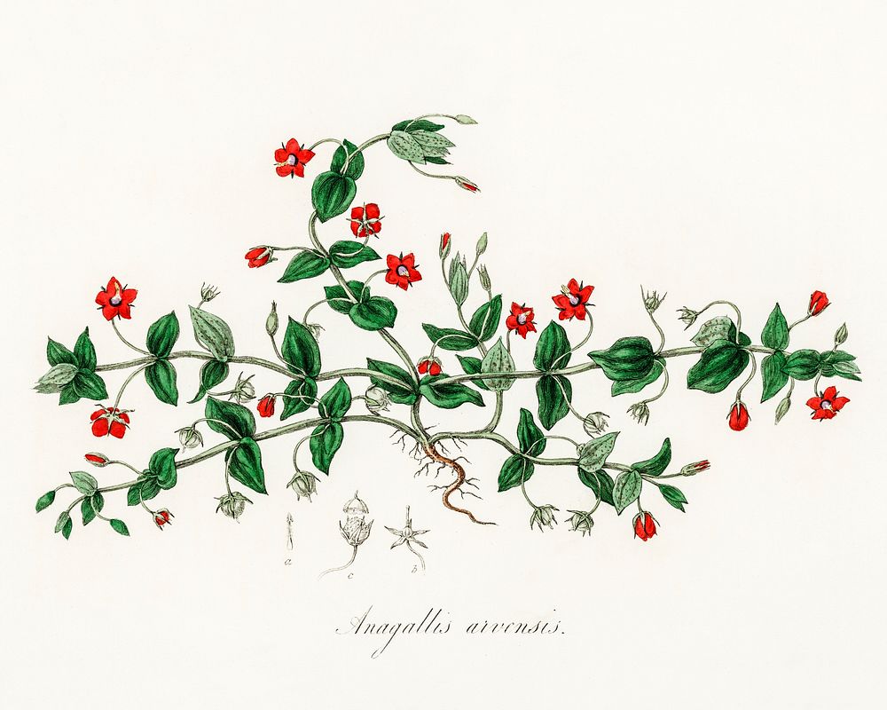 Scarlet pimpernel (Anagallis arvensis) illustration. Digitally enhanced from our own book, Medical Botany (1836) by John…