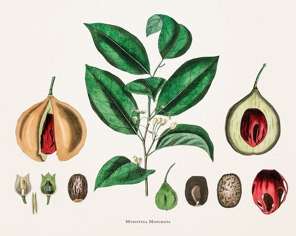Nutmeg (Myristica moschata) illustration from Medical Botany (1836) by John Stephenson and James Morss Churchill.