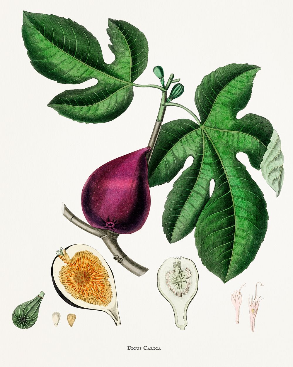 Fig (Ficus carica) illustration from Medical Botany (1836) by John Stephenson and James Morss Churchill.