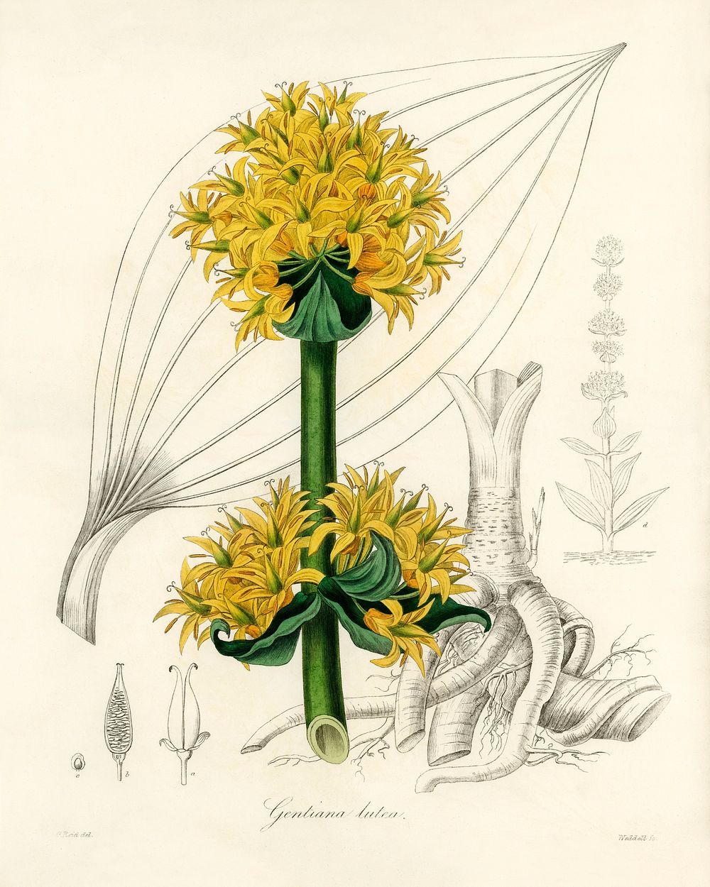 Bitter root (Gentiana lutea) illustration. Digitally enhanced from our own book, Medical Botany (1836) by John Stephenson…