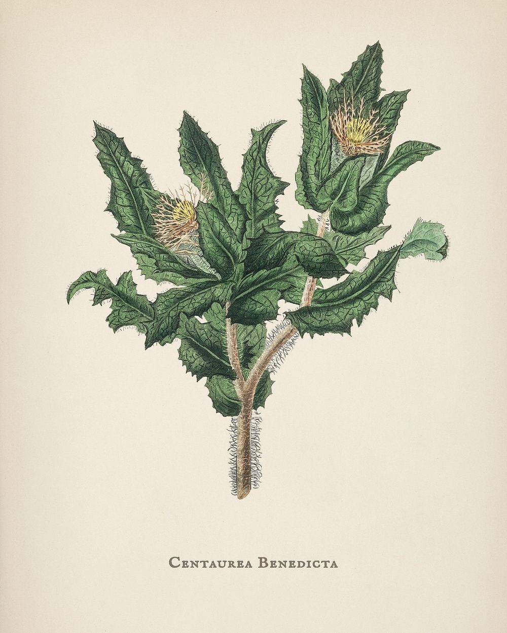 Holy thistle (Centaurea benedicta) illustration from Medical Botany (1836) by John Stephenson and James Morss Churchill.