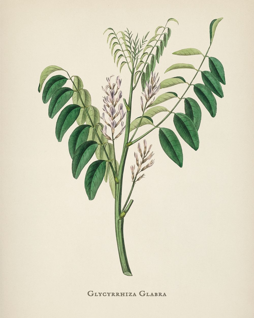 Liquorice  (Glycyrrhiza glabra) illustration from Medical Botany (1836) by John Stephenson and James Morss Churchill.