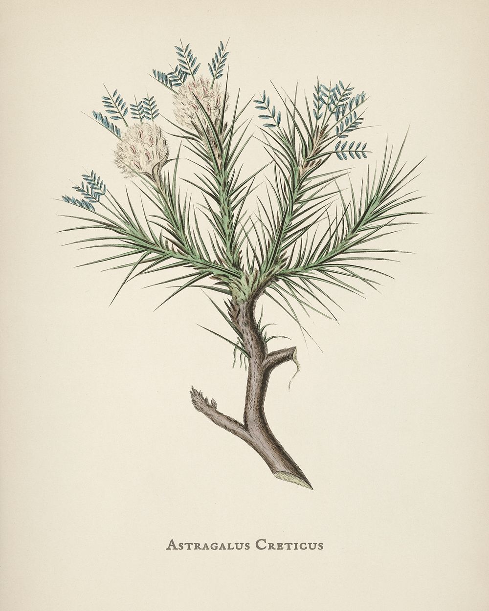 Astragalus creticus illustration from Medical Botany (1836) by John Stephenson and James Morss Churchill.