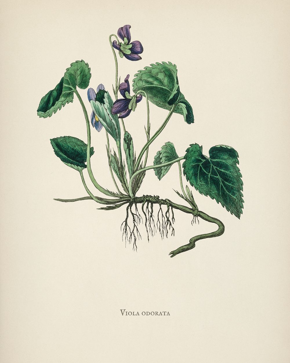 English violet (Viola odorata) illustration from Medical Botany (1836) by John Stephenson and James Morss Churchill.