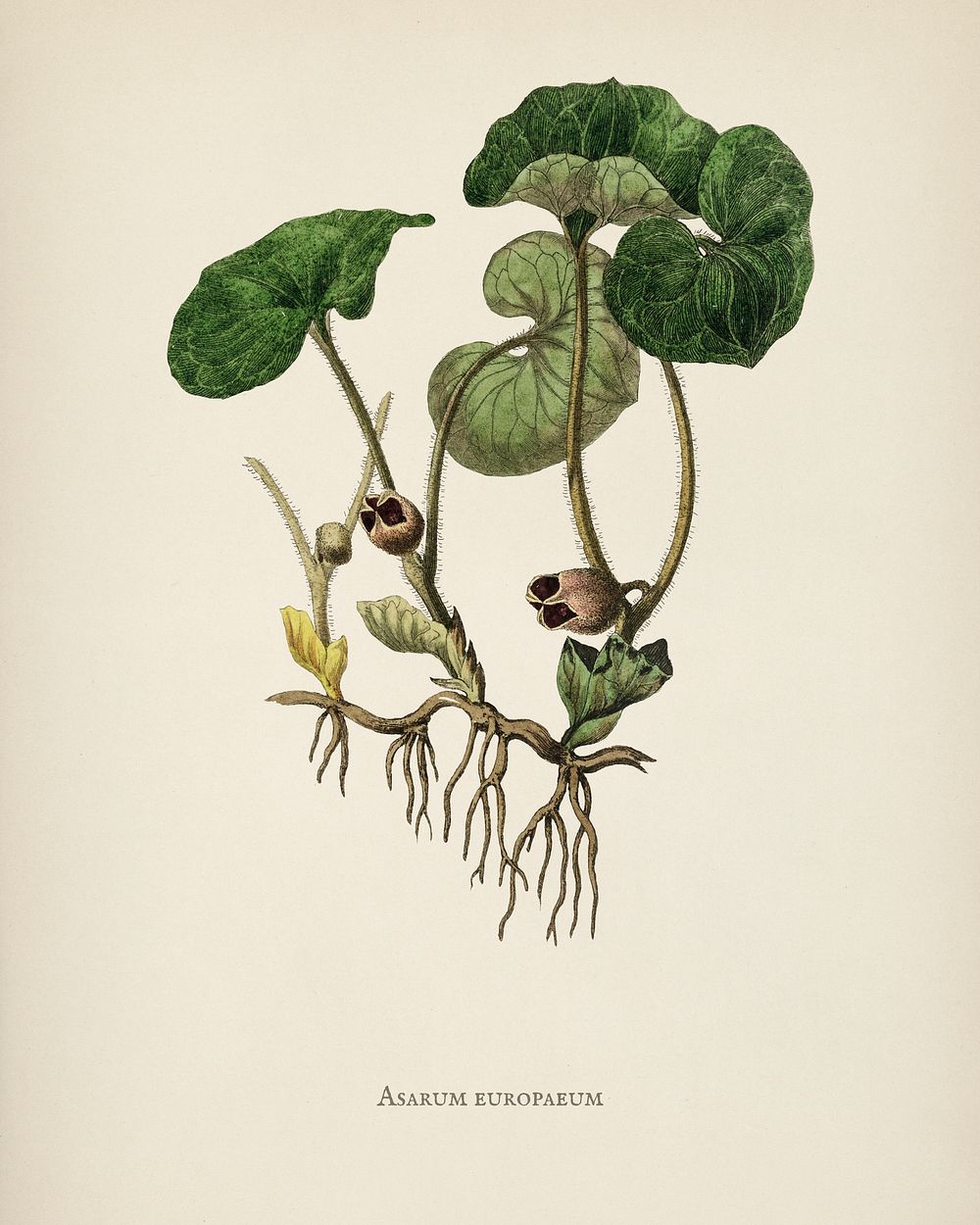 European Wild Ginger (Asarum europaeum) illustration from Medical Botany (1836) by John Stephenson and James Morss Churchill.