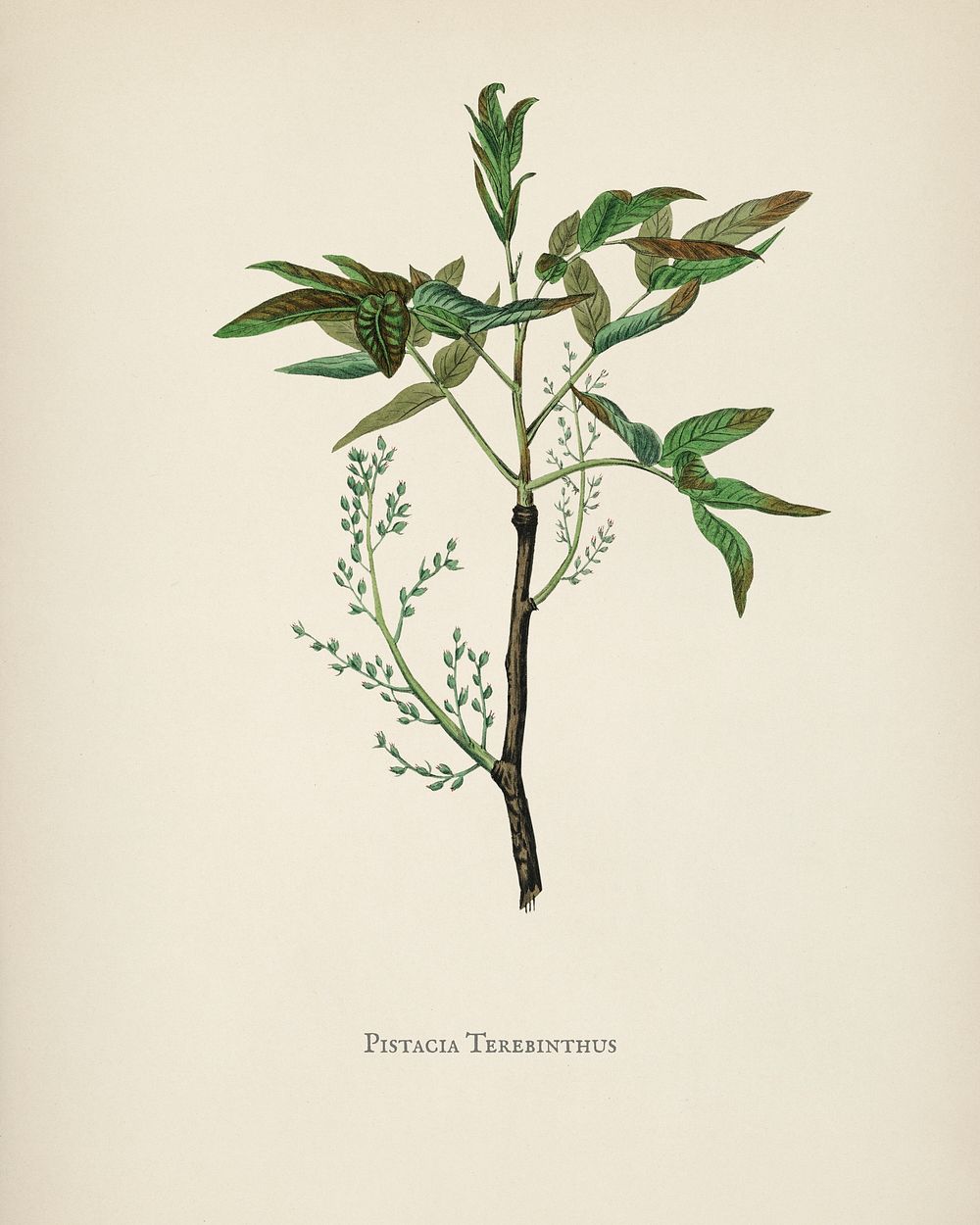 Terebinth (Pistacia terebinthus) illustration from Medical Botany (1836) by John Stephenson and James Morss Churchill.