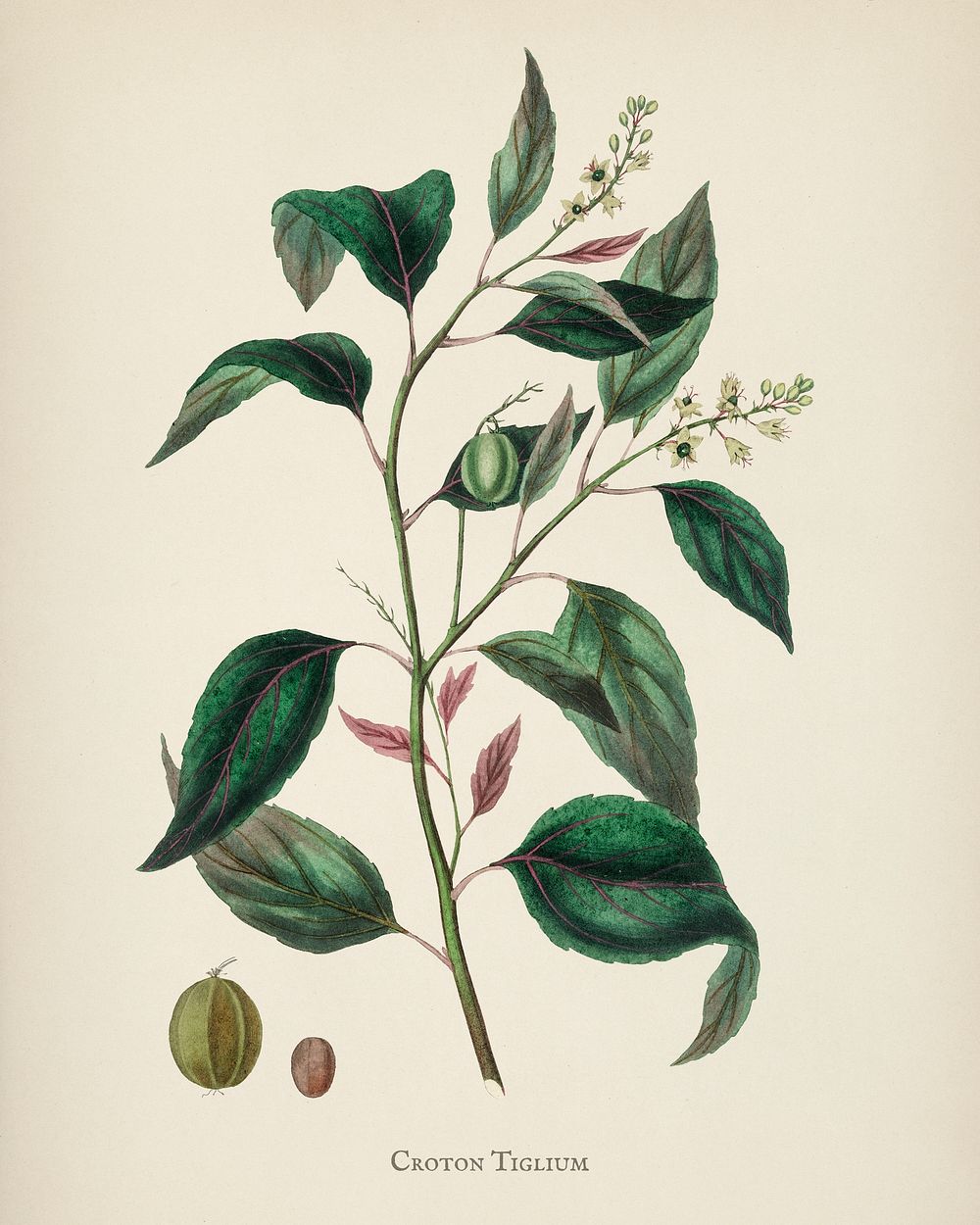 Purging Croton (Croton tiglium) illustration from Medical Botany (1836) by John Stephenson and James Morss Churchill.