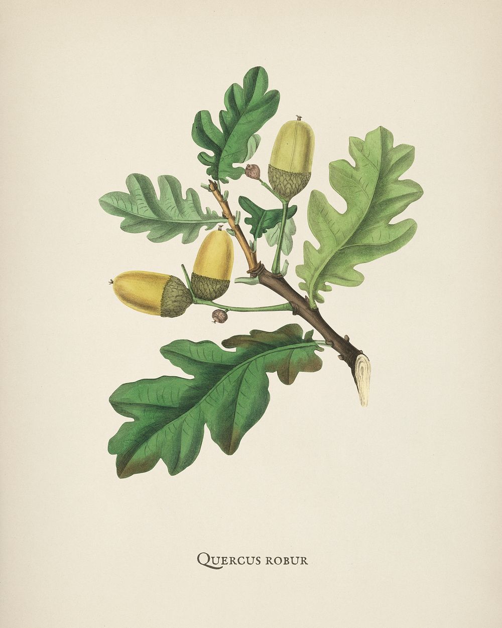 English oak (Quercus) robur illustration from Medical Botany (1836) by John Stephenson and James Morss Churchill.