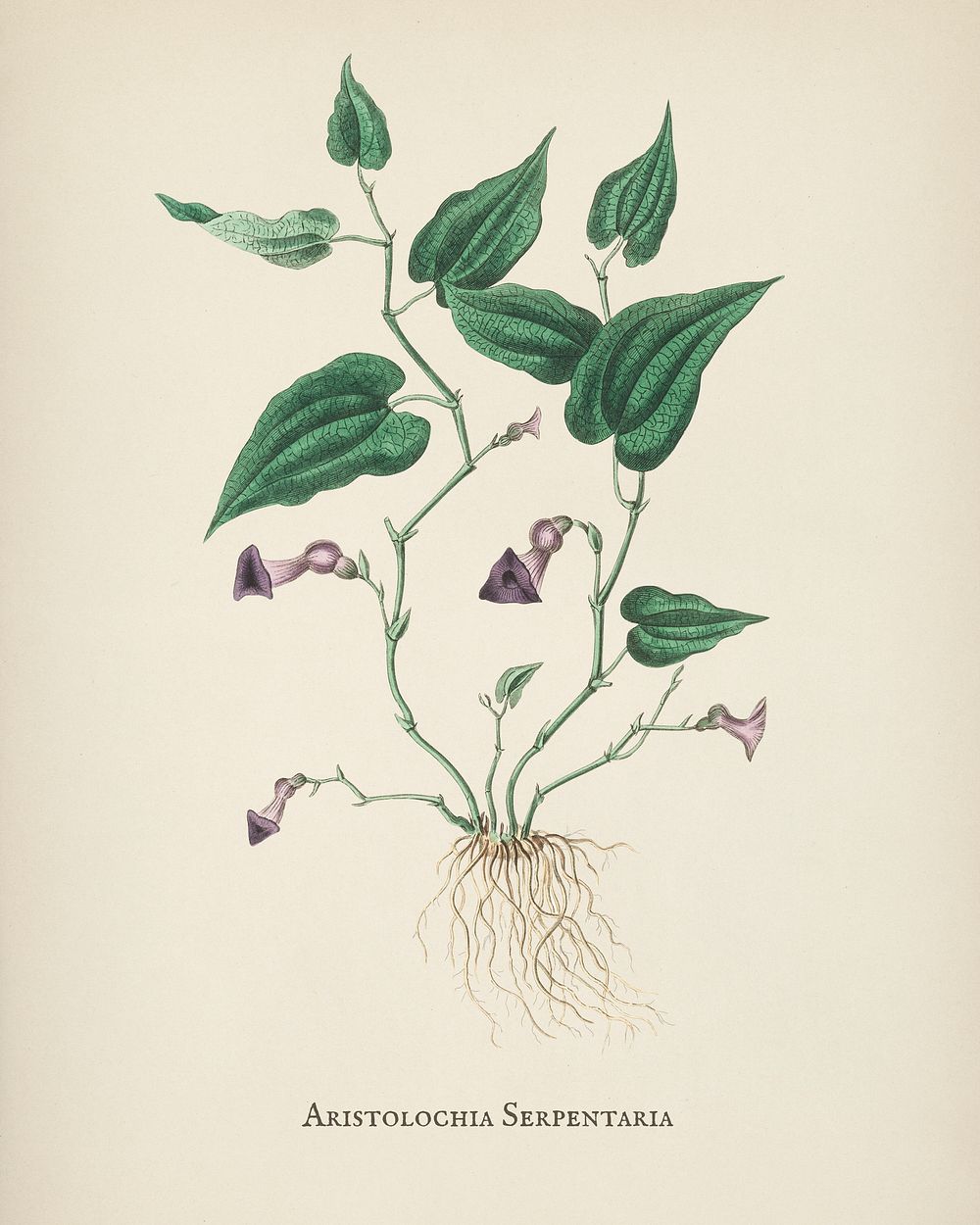 Virginia snakeroot (Aristolochia serpentaria) illustration from Medical Botany (1836) by John Stephenson and James Morss…