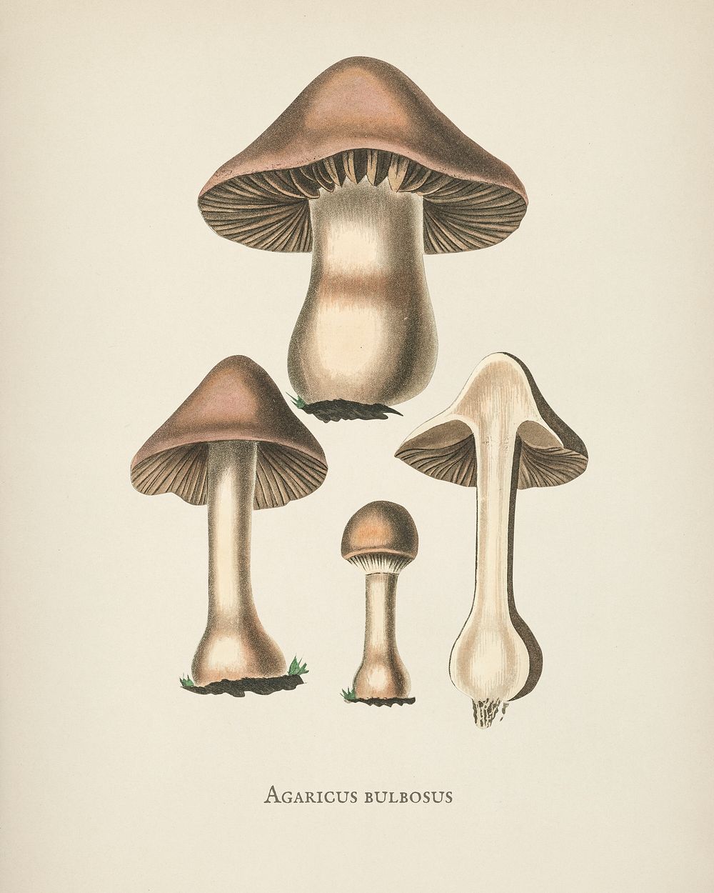 Agaricus bulbosus illustration from Medical Botany (1836) by John Stephenson and James Morss Churchill.