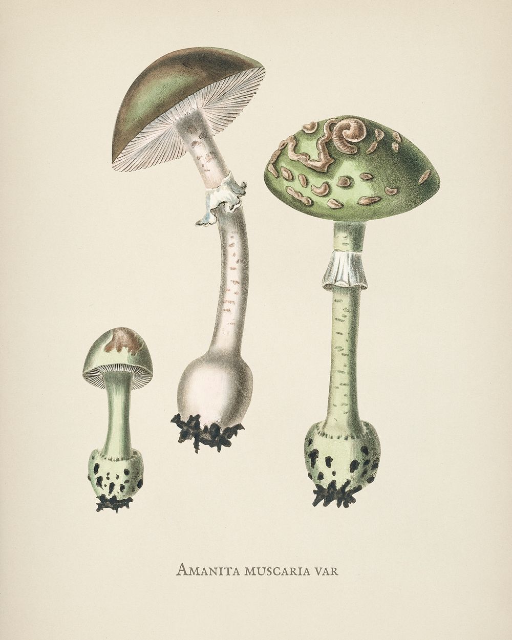 Amanita muscaria var illustration from Medical Botany (1836) by John Stephenson and James Morss Churchill.