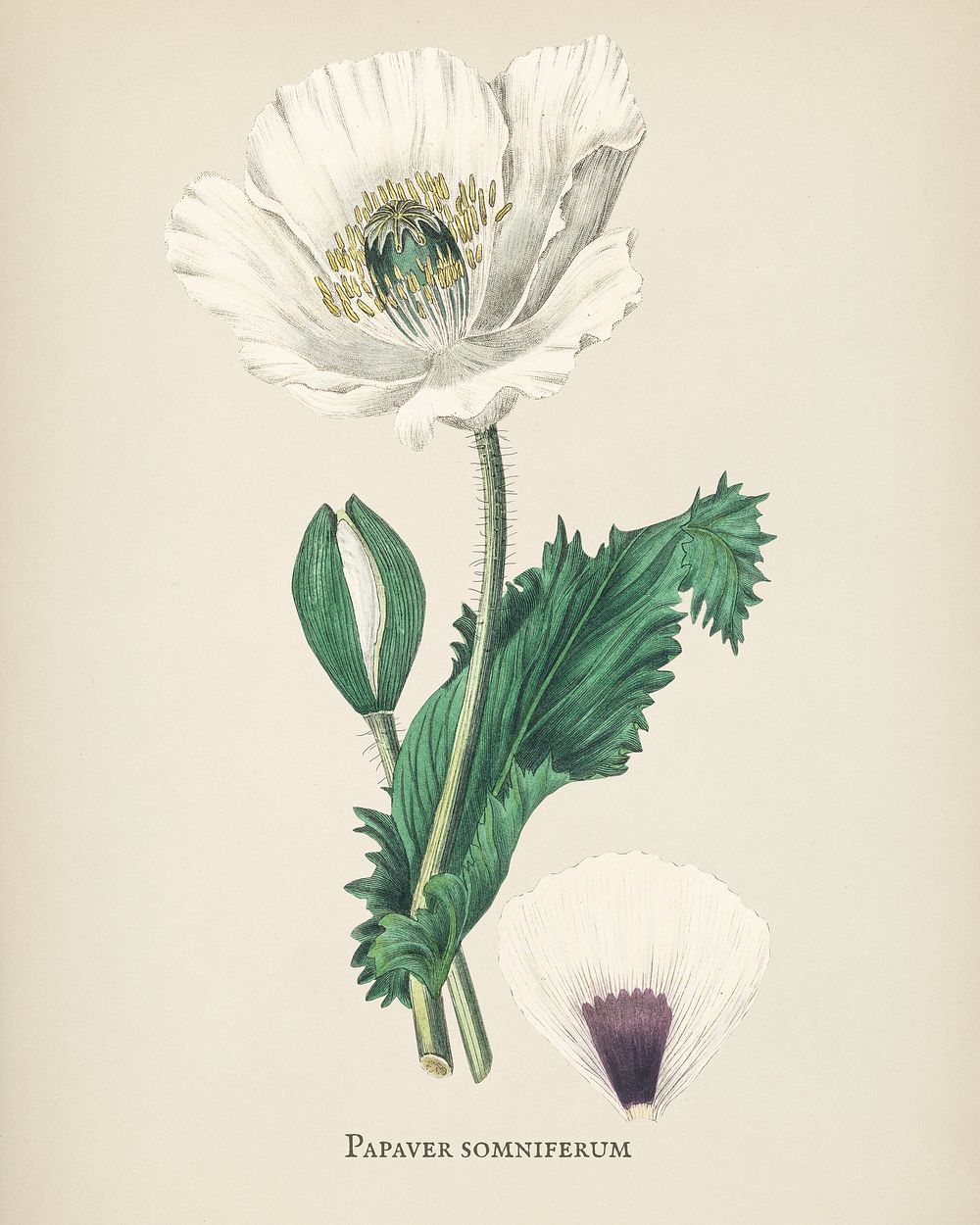 Opium poppy (Papaver somniferum) illustration from Medical Botany (1836) by John Stephenson and James Morss Churchill.