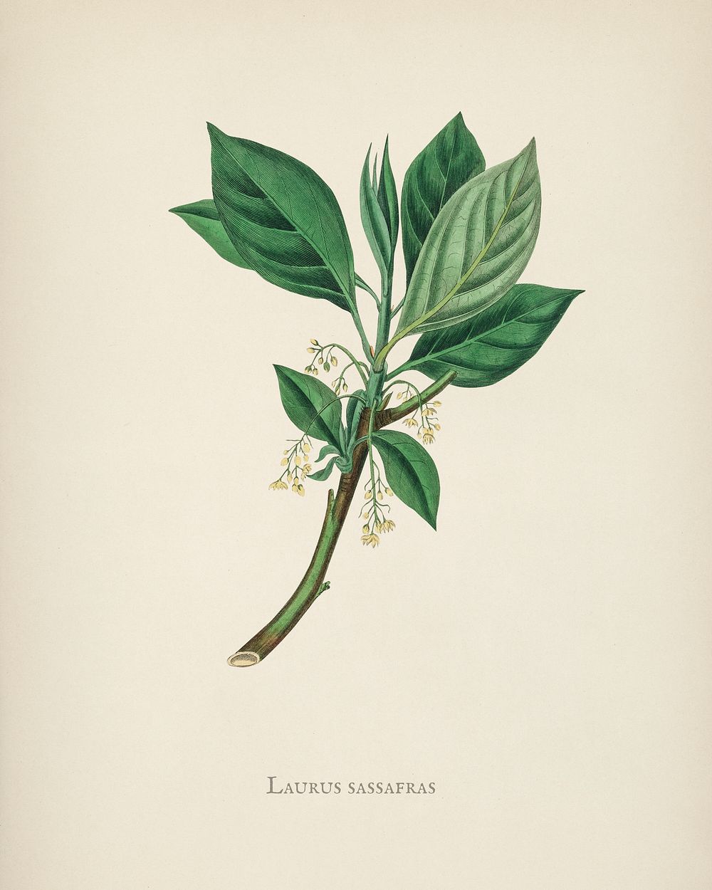 Sassafras (Laurus sassafras) illustration from Medical Botany (1836) by John Stephenson and James Morss Churchill.