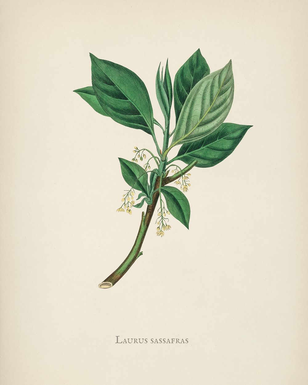 Sassafras (Laurus sassafras) illustration from Medical | Premium PSD ...